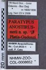 Etiketten zu Anostirus nerii (NHMW-ZOO-COL-0008652)